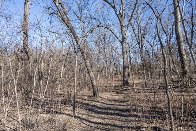 view of local wilderness