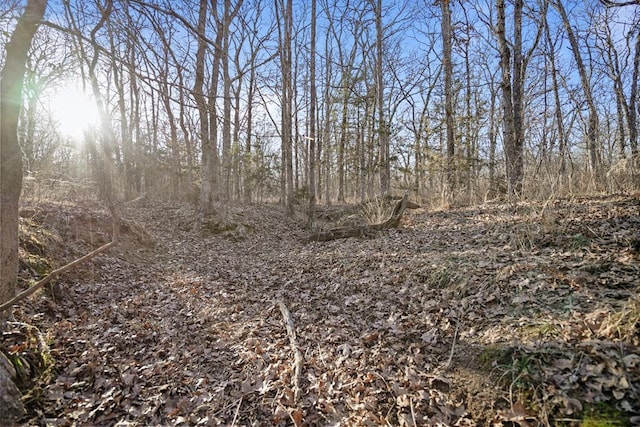 view of local wilderness