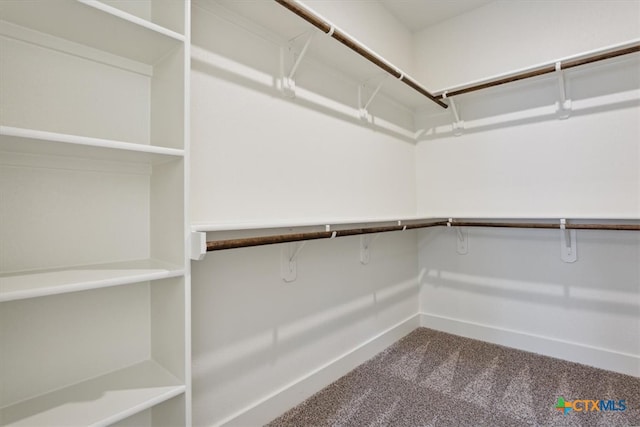 walk in closet featuring carpet floors