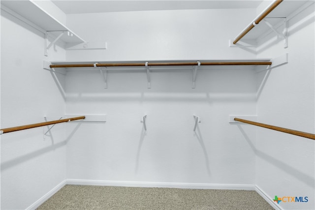 walk in closet featuring carpet floors