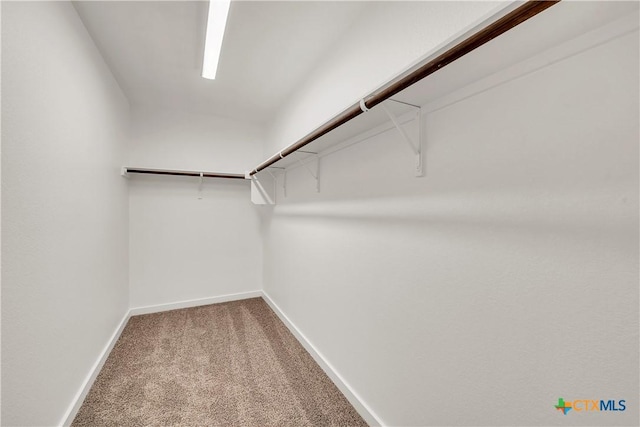 spacious closet featuring carpet floors