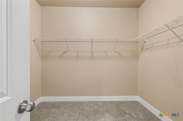 walk in closet with carpet floors