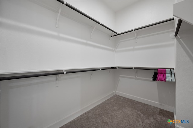 spacious closet featuring carpet floors