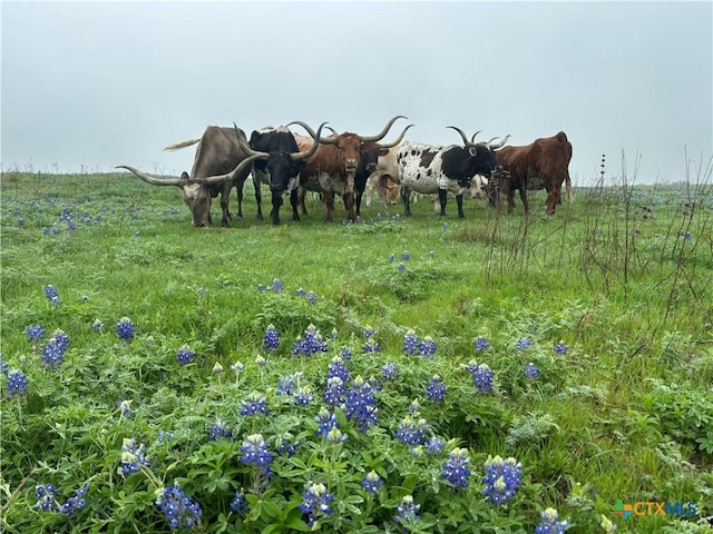 1716B County Road 469, Coupland, TX 78615
