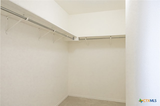 spacious closet featuring carpet flooring