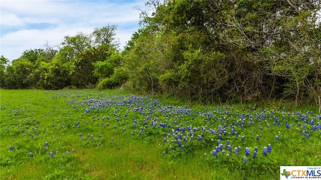 view of local wilderness