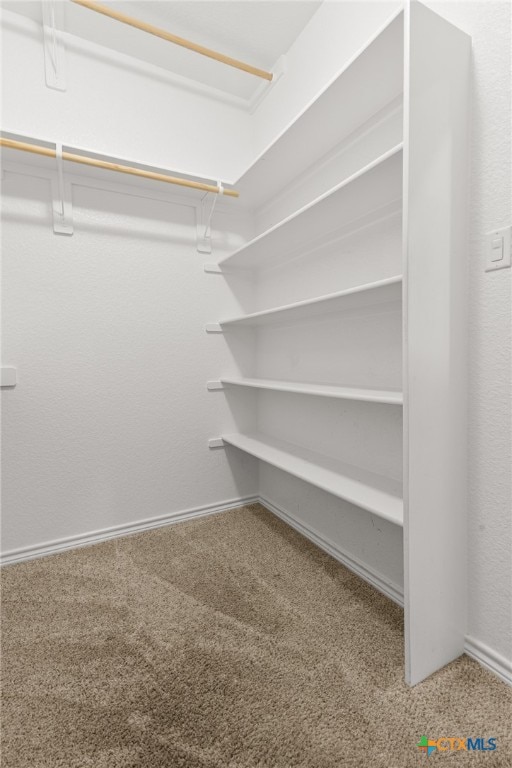 spacious closet featuring carpet flooring