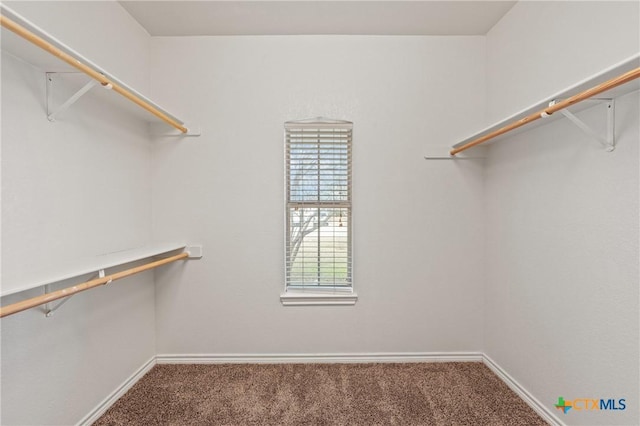 spacious closet with carpet