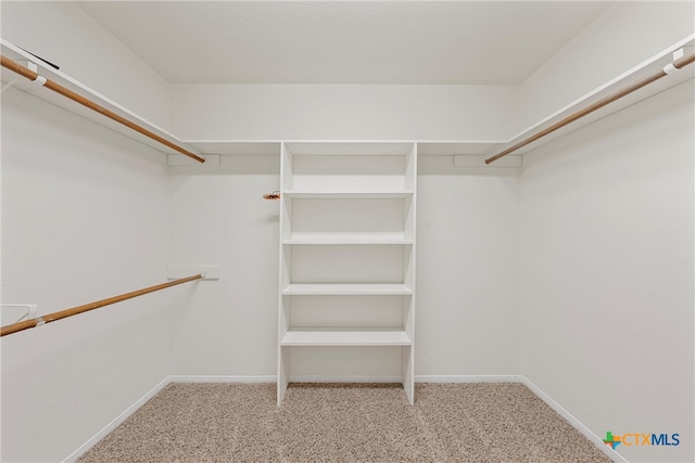 walk in closet featuring carpet flooring