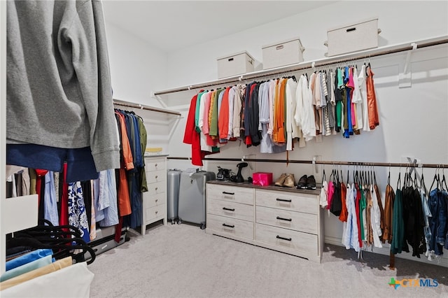 427 Bluejack Way, Hutto, TX 78634 - walk in closet with carpet