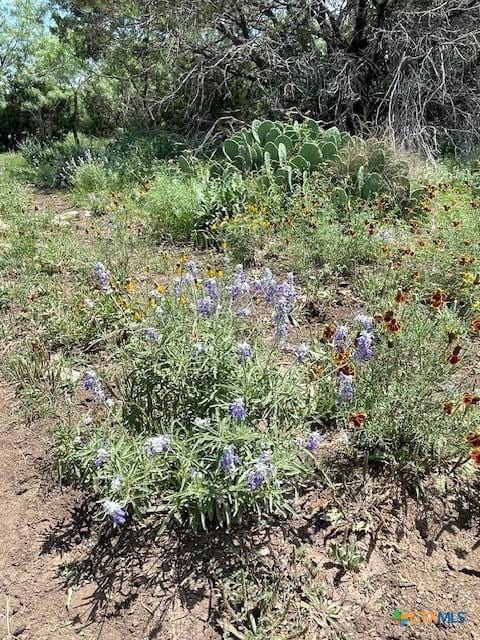 5618 County Road 3300, Kempner, TX 76539 - view of undeveloped land