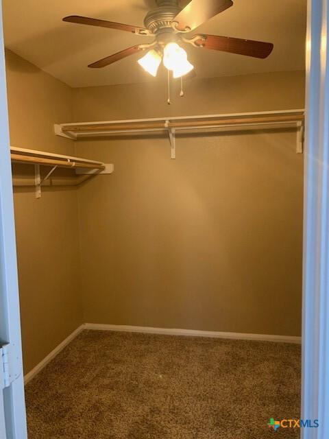 spacious closet with a ceiling fan and carpet floors