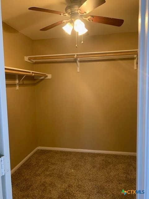 walk in closet featuring carpet and ceiling fan