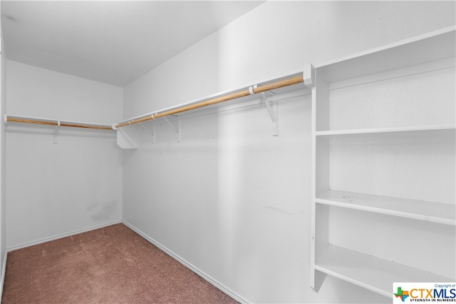 spacious closet featuring carpet flooring