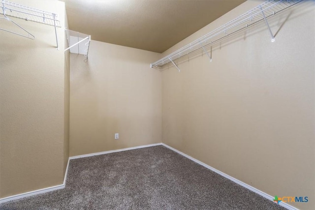 walk in closet featuring carpet floors