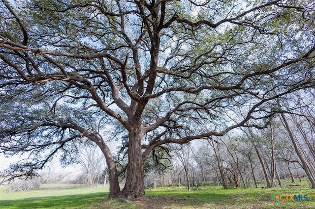 3270 Fm 671, Luling, TX 78648 - view of yard featuring a forest view