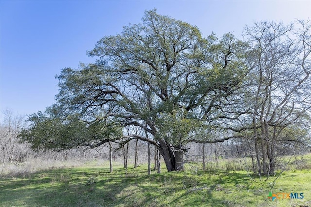 3270 Fm 671, Luling, TX 78648 - view of local wilderness