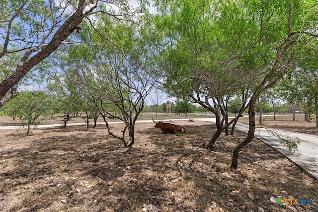 view of yard featuring a rural view