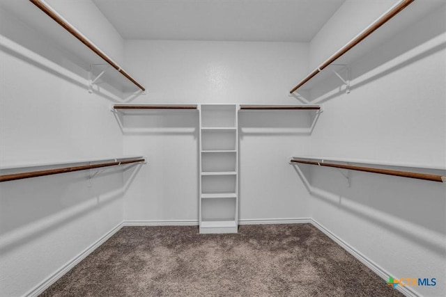 spacious closet featuring carpet