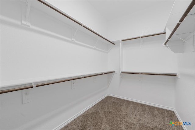 walk in closet with carpet floors