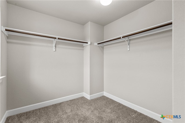 spacious closet featuring carpet flooring