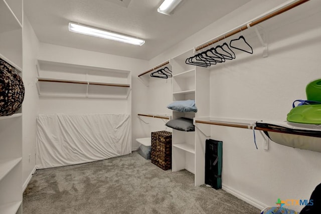 spacious closet with carpet