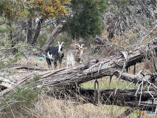 view of local wilderness