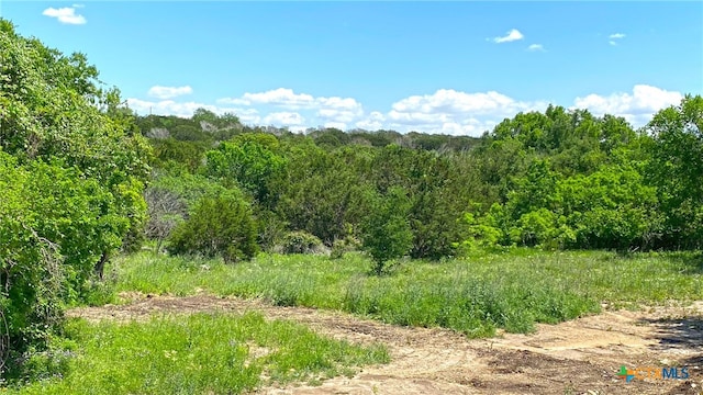 view of local wilderness