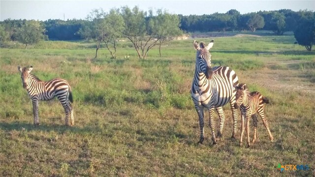 6101 County Road 208, Lampasas, TX 76550 - photo 18