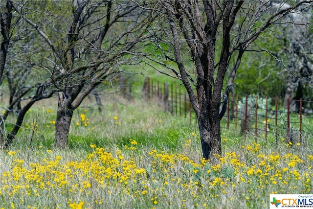 view of local wilderness