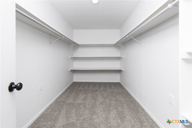 spacious closet featuring carpet floors