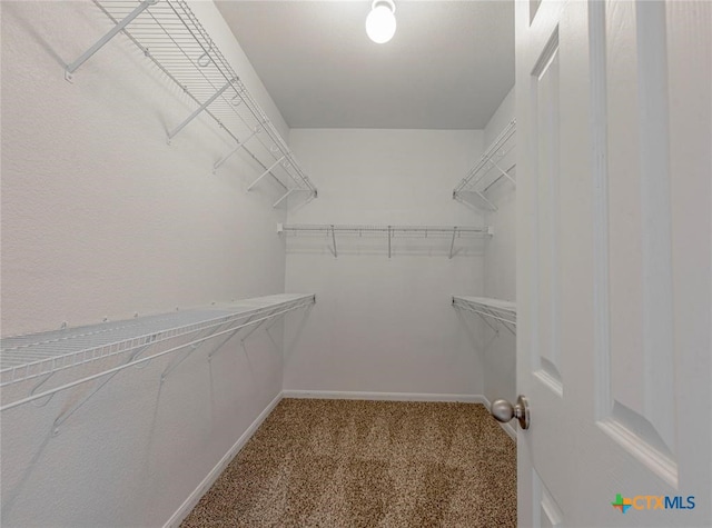 walk in closet featuring carpet flooring