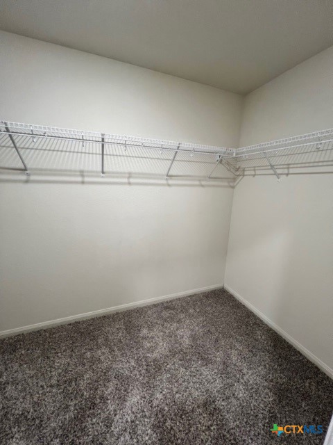 walk in closet with carpet floors