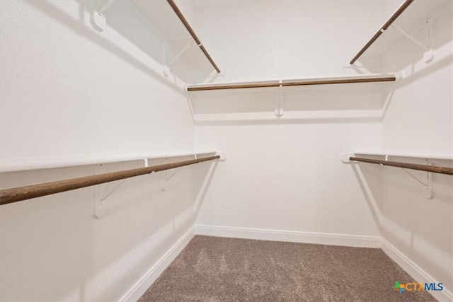 walk in closet featuring carpet