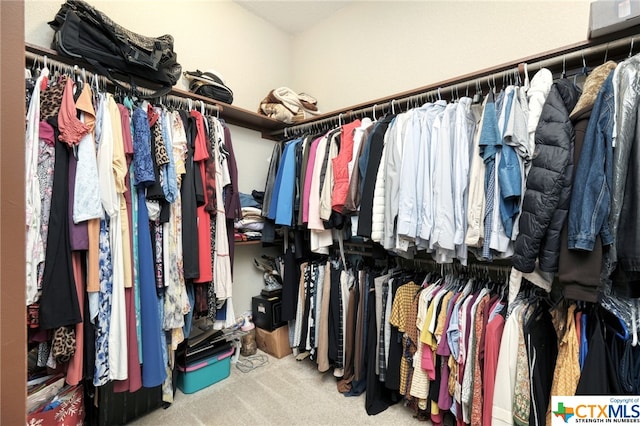 walk in closet with carpet floors