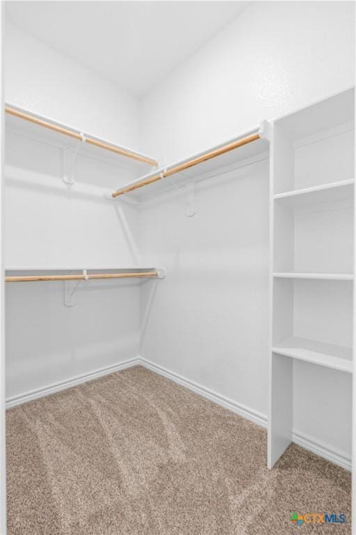 walk in closet with carpet flooring