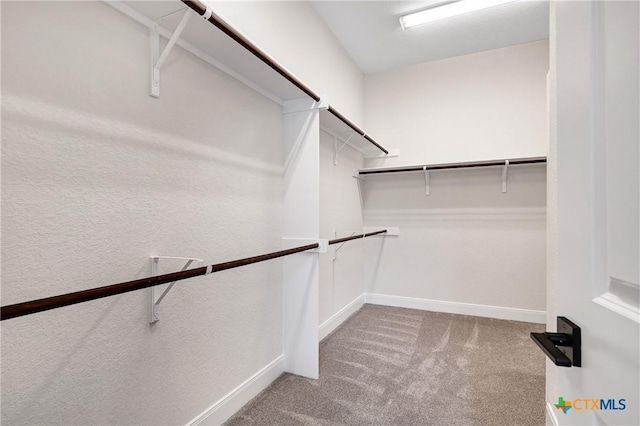 spacious closet featuring carpet