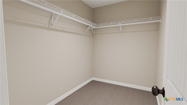 spacious closet featuring carpet