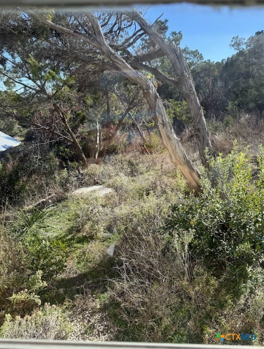 view of local wilderness