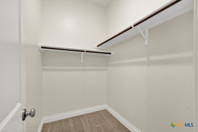 walk in closet featuring carpet flooring