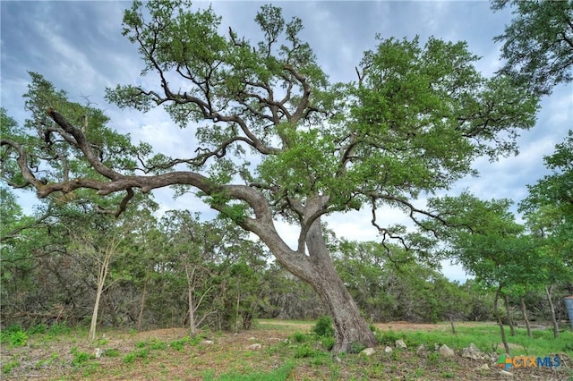 view of local wilderness