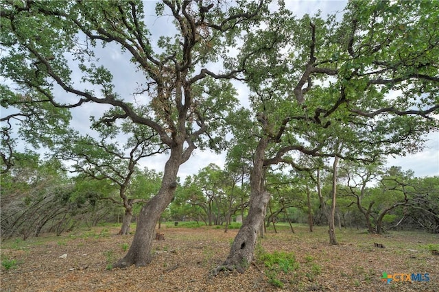 view of local wilderness