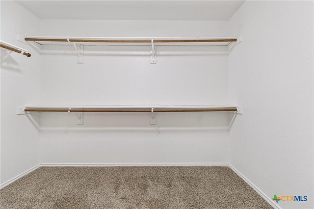 walk in closet with carpet flooring