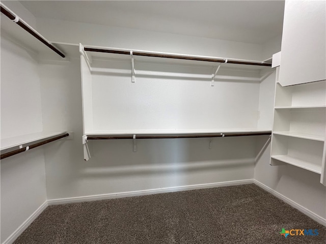 spacious closet featuring carpet flooring