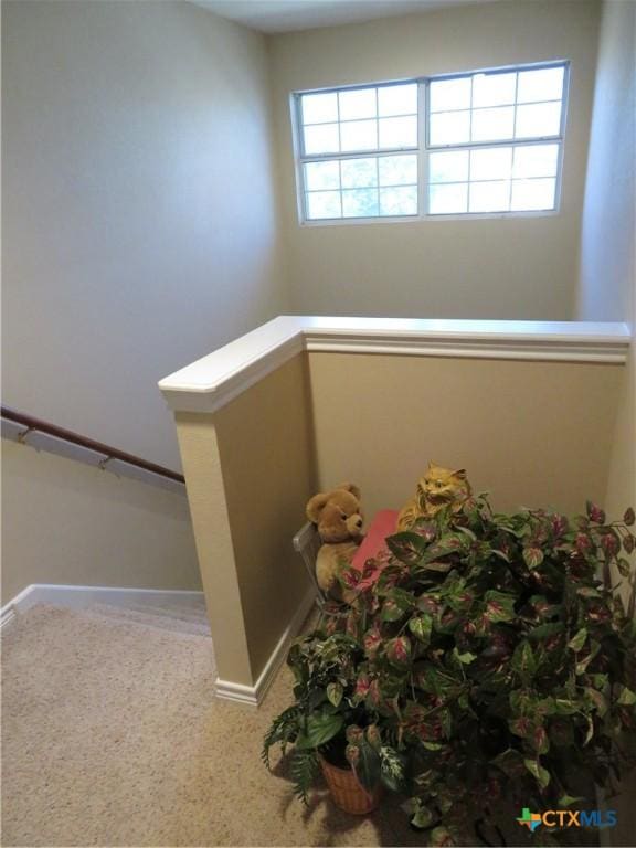 staircase featuring carpet floors