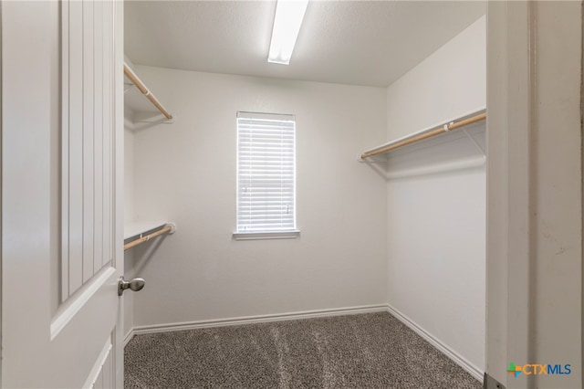 spacious closet featuring carpet flooring