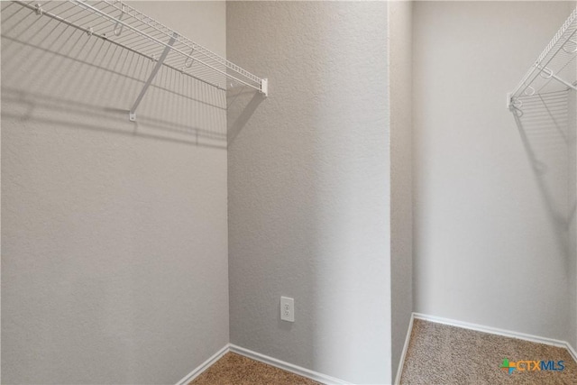 spacious closet featuring carpet flooring
