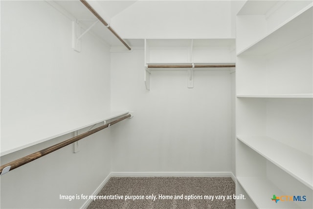 walk in closet featuring carpet flooring