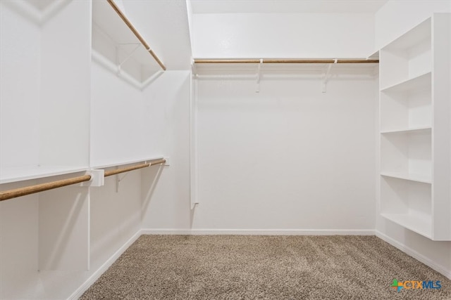 spacious closet featuring carpet flooring