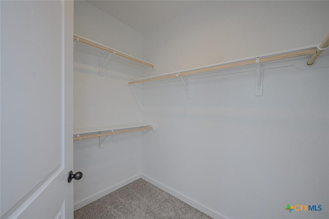 spacious closet featuring carpet floors